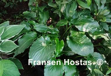 Hosta Irish Luck