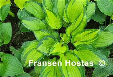 Hosta Island Breeze
