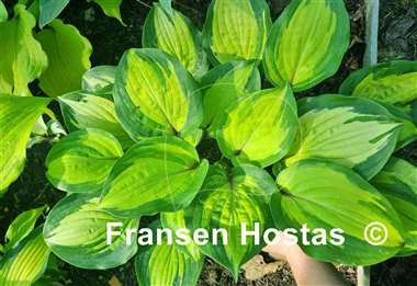 Hosta Island Breeze