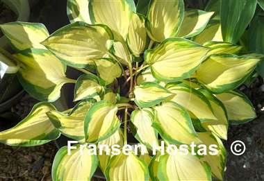 Hosta Island Charm