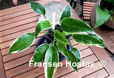 Hosta Ivory Frame