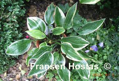 Hosta Ivory Frame