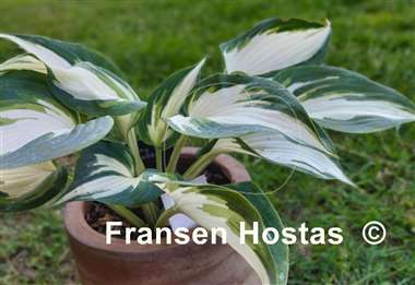 Hosta Ivory Queen