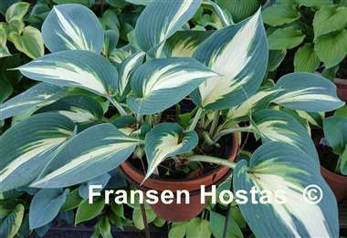 Hosta Ivory Queen