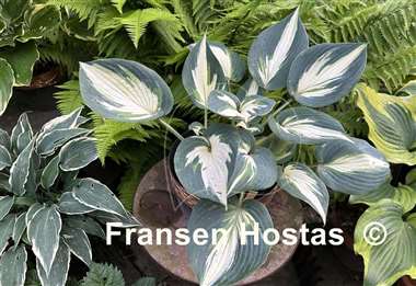 Hosta Ivory Queen