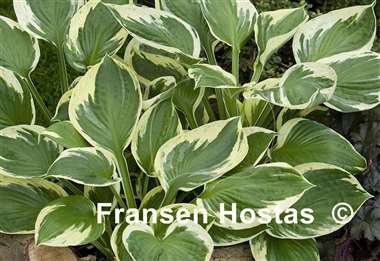 Hosta Ivory Sparks