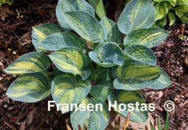 Hosta Ice Age Trail