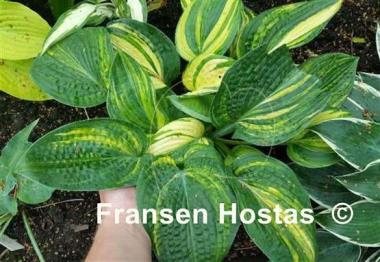 Hosta Ice Age Trail