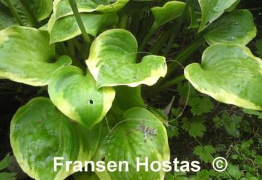 Hosta Ice Cream