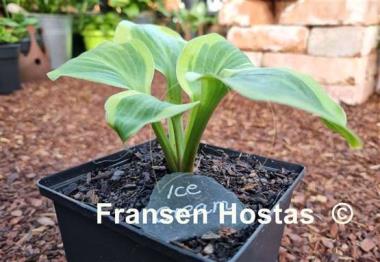 Hosta Ice Cream