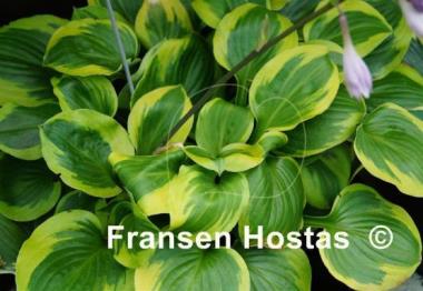 Hosta Ice Cream