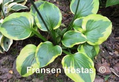 Hosta Ice Cream