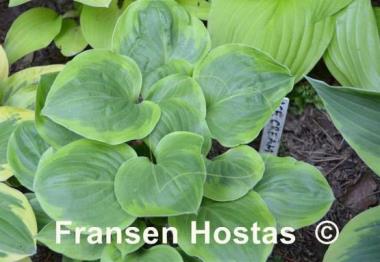 Hosta Ice Cream