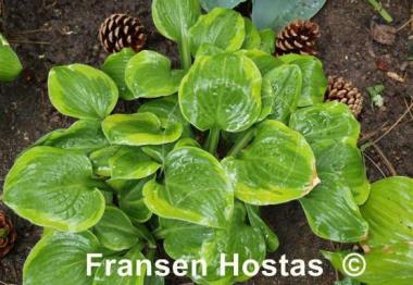 Hosta Ice Cream
