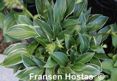 Hosta Ice Cube