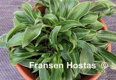 Hosta Ice Cube