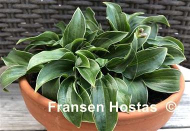 Hosta Ice Cube
