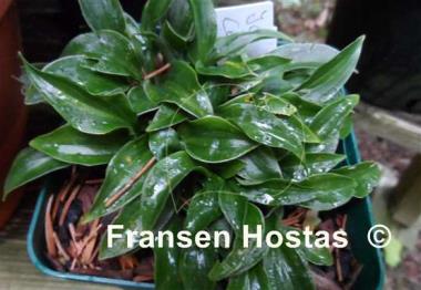 Hosta Ice Cube