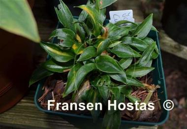 Hosta Ice Cube
