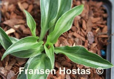 Hosta Ice Cube