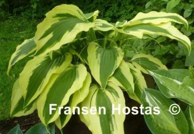 Hosta Ice Follies