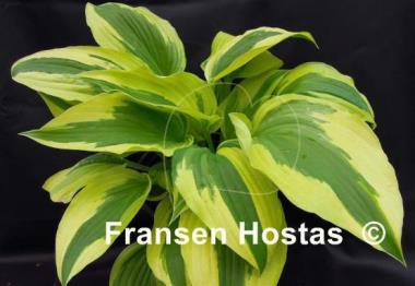 Hosta Ice Follies