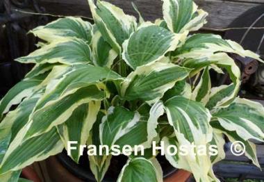 Hosta Ice Follies
