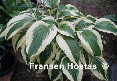 Hosta Ice Follies
