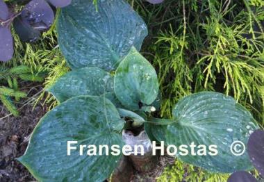 Hosta Ice Palace