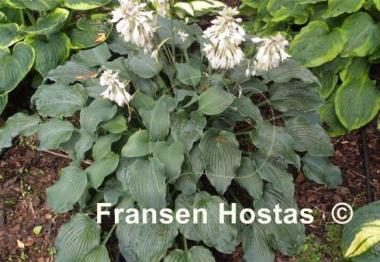Hosta Ice Prancer