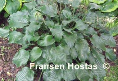 Hosta Ice Prancer