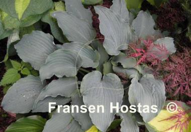 Hosta Ice Prancer