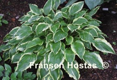 Hosta Iceberg