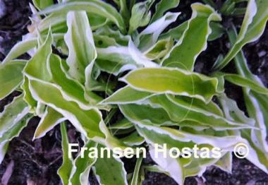 Hosta Iced Lemon