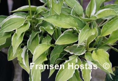 Hosta Iced Lemon