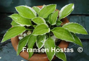 Hosta Iced Lemon