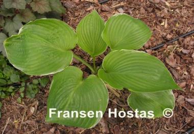 Hosta Icy Halo