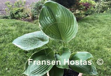 Hosta Icy Halo