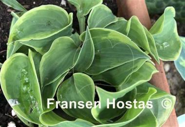 Hosta Illicit Affair