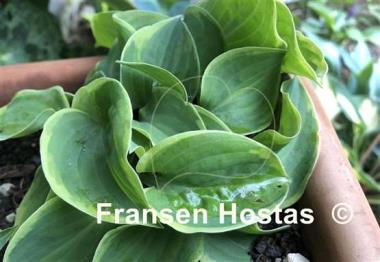 Hosta Illicit Affair