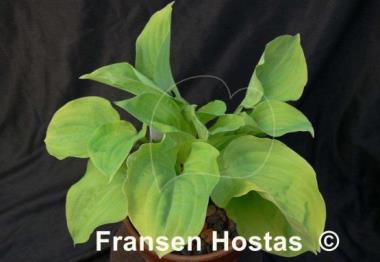 Hosta Illicit Affair