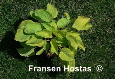 Hosta Illicit Affair