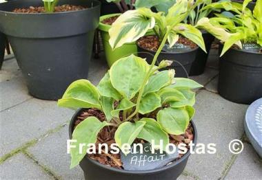 Hosta Illicit Affair