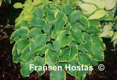 Hosta Illicit Affair