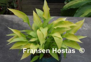 Hosta Inca Gold