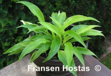 Hosta Inca Gold