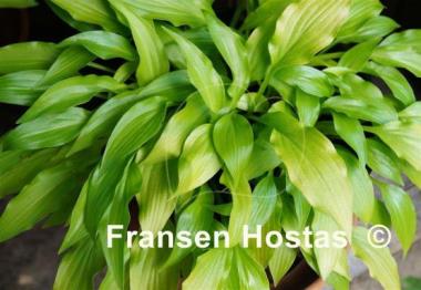 Hosta Inca Gold