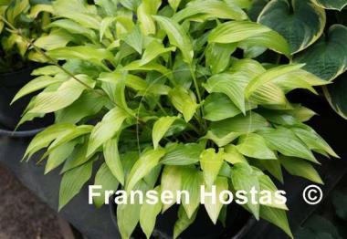 Hosta Inca Gold