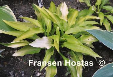Hosta Inca Gold