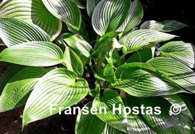 Hosta Incoming